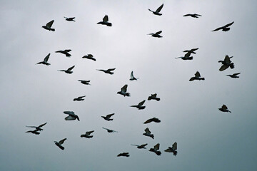 Piccioni in volo