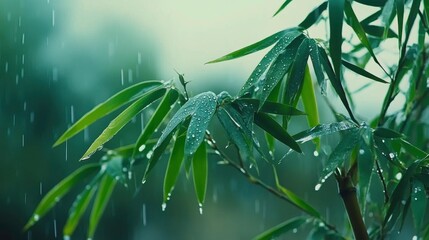 Obraz premium Green Bamboo Leaves with Rainy Background