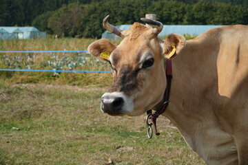 Krowa rasy Jersey © Pawel Szypula