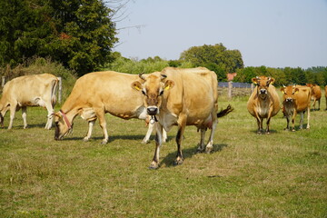 Krowy na łące © Pawel Szypula