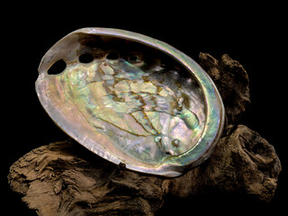 Haliotis asinina Shell on Driftwood black background