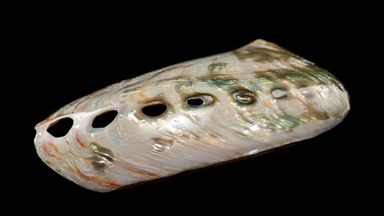 Naklejka premium Haliotis asinina shell on black background