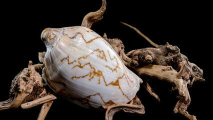 Elegant Cymbiola nobilis Seashell on Driftwood