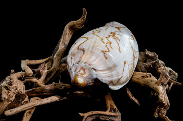Elegant Cymbiola nobilis Seashell on Driftwood