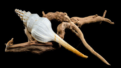 White Fusinus colus Shell on Driftwood black background