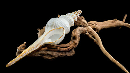 White Fusinus colus Shell on Driftwood black background