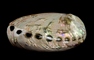 Haliotis asinina shell on black background