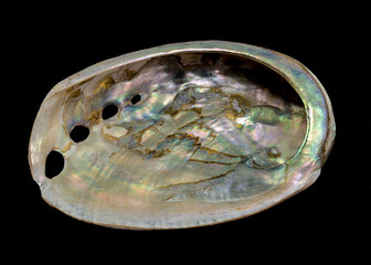 Haliotis asinina shell on black background