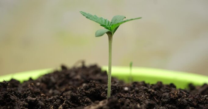 A green seedling emerges from fertile soil, symbolizing the start of new life and great growth potential
