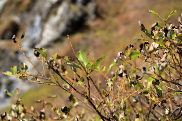 紅葉した鳥取県の伯耆大山の山並みと森