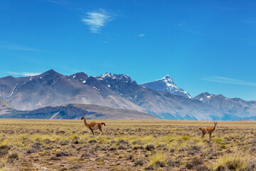 Patagonia
