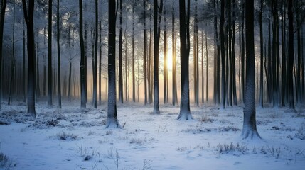 A snowy forest in winter