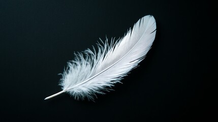 Obraz premium A single white feather on a black background.
