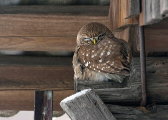 Sharp look of Little owl (Athene noctua) sitting on barn wall during cold winter season