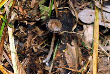 黒く腐ってとけていくヒメヒトヨタケ属キノコ全体像（自然光+ストロボ・マクロ接写）