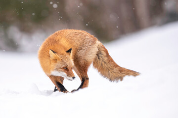 冬のキタキツネ