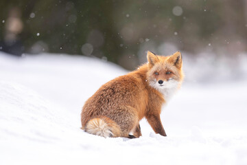 雪の日のキタキツネ