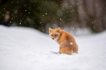 雪の日のキタキツネ