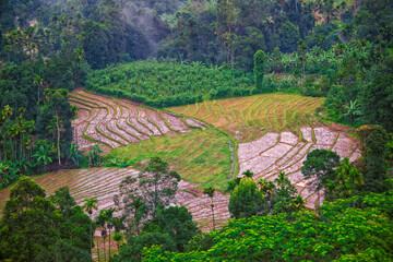 Obraz premium terraced farming