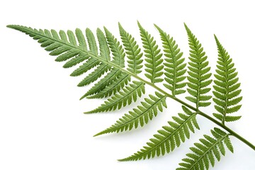 Leaf Outline Vector Illustration | Minimalist Design on White Background