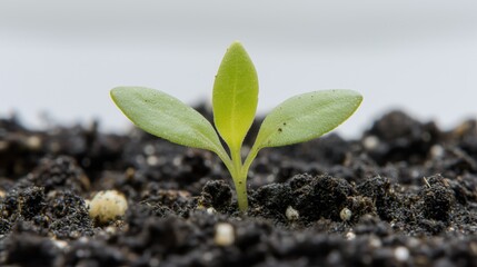 Close-Up of Green Seedling Emerging from Moist Soil Against White Background