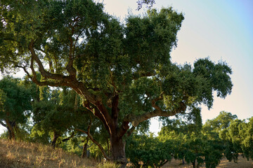 Ancient cork oak tree with lush green canopy in a serene Mediterranean landscape at dusk, Portugal