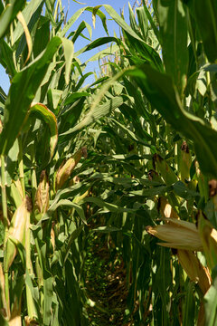 Tall green cornstalks flank a narrow path through a cornfield under a clear blue sky, Portugal