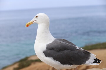 seagull on the beach