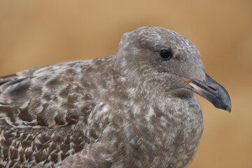 close up of a seagull, Larus occidentalis Young bird
アメリカオオセグロカモメ 幼鳥