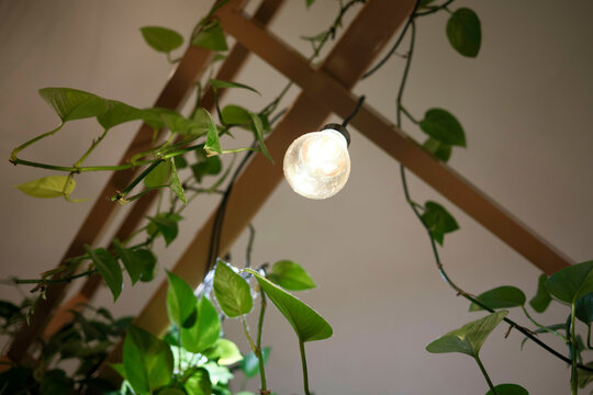 Light bulb hanging from a wooden structure with ivy leaves decorated around