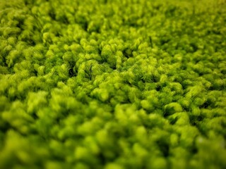 Obraz premium Artificial Green Carpet