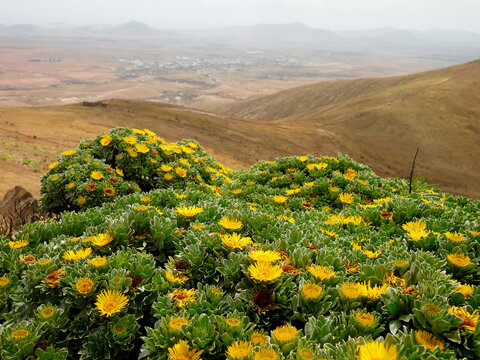 Bright yellow flowers thriving on a lush hillside overlooking a misty valley with mountains in the distance, Fuerteventura, Spain