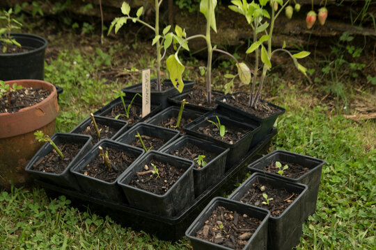 Young plants growing in black plastic pots arranged on the ground with lush greenery in the background, Auckland, New Zealand