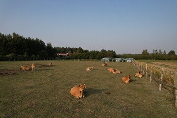 bydło na pastwisku © Pawel Szypula
