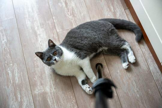 A grey and white cat lounging on a wooden floor, looking up with wide eyes, next to a chair