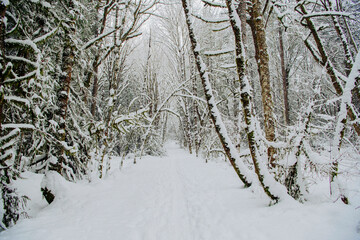 Snow-covered path winding through a forest with trees lining both sides.