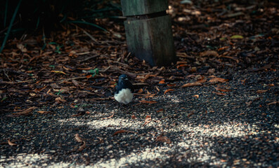 bird  in the grass