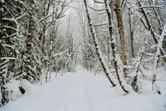 Snow-covered path winding through a forest with trees lining both sides.