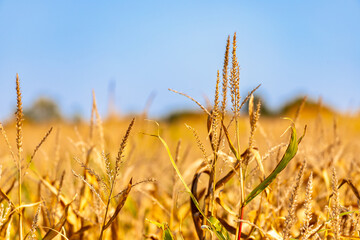 Close-up of a wheat field in October