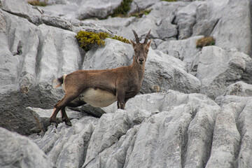 chamois au milieu des rochers dans les alpes