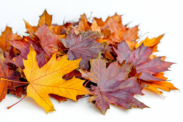 Fototapeta premium A beautiful collection of maple leaves in warm autumn shades, their intricate textures visible against a pure white backdrop, celebrating the season's beauty.
