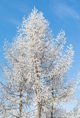 Winter trees and Sky background