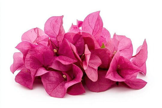 Isolated magenta Bougainvillea flowers on a white backdrop
