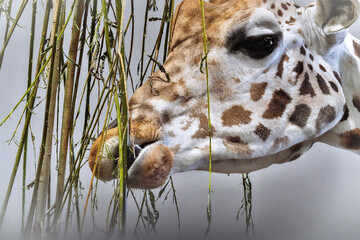 Close up headshot of a giraffe grazing on bamboo shoots. Its large black eye looks down at the lens. Folly Farm Zoo is home to a male herd of a type of giraffe called Rothschild hybrid.