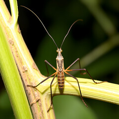 Giant Caribbean stick insect Diapherodes gigantea Phasmatodea isolated on white