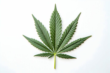 Fototapeta premium A detailed cannabis leaf, isolated against a white backdrop, highlighting its fine veins and natural beauty, ideal for wellness, medicinal, or educational visuals related to cannabis.