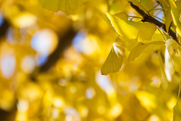 木漏れ日を浴びて輝く黄色いイチョウの葉