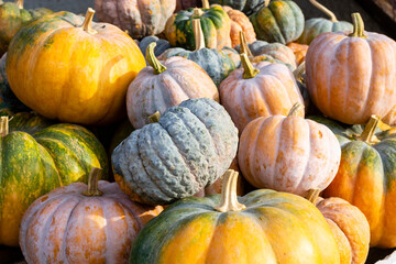 Colorful pumpkins, squashes, and gourds, arranged in a close-up shot. A variety of autumn squash, including acorn squash and pumpkins perfect for fall decorations and Thanksgiving centerpieces.