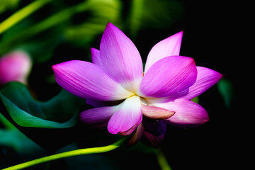 Obraz premium Chinese beauty: Pink lotus blooming in sunlight with green leaf