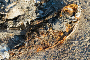 Rotten dead fish on the coast. Ecological toxic disaster.